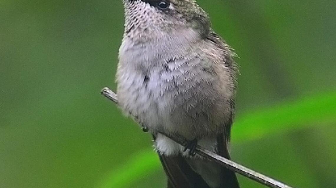 There’s a reason for fewer birds to feed this season | Bird Notes