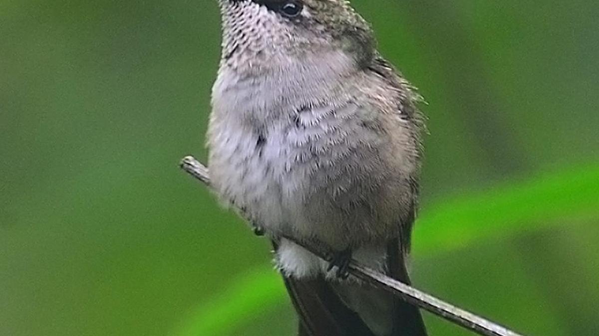 Hummingbirds continue to make their way into and through our area as they migrate to more southern climes for winter.