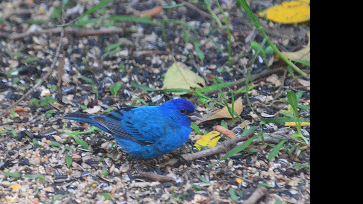 
Indigo buntings continue to find their way back into our area.
