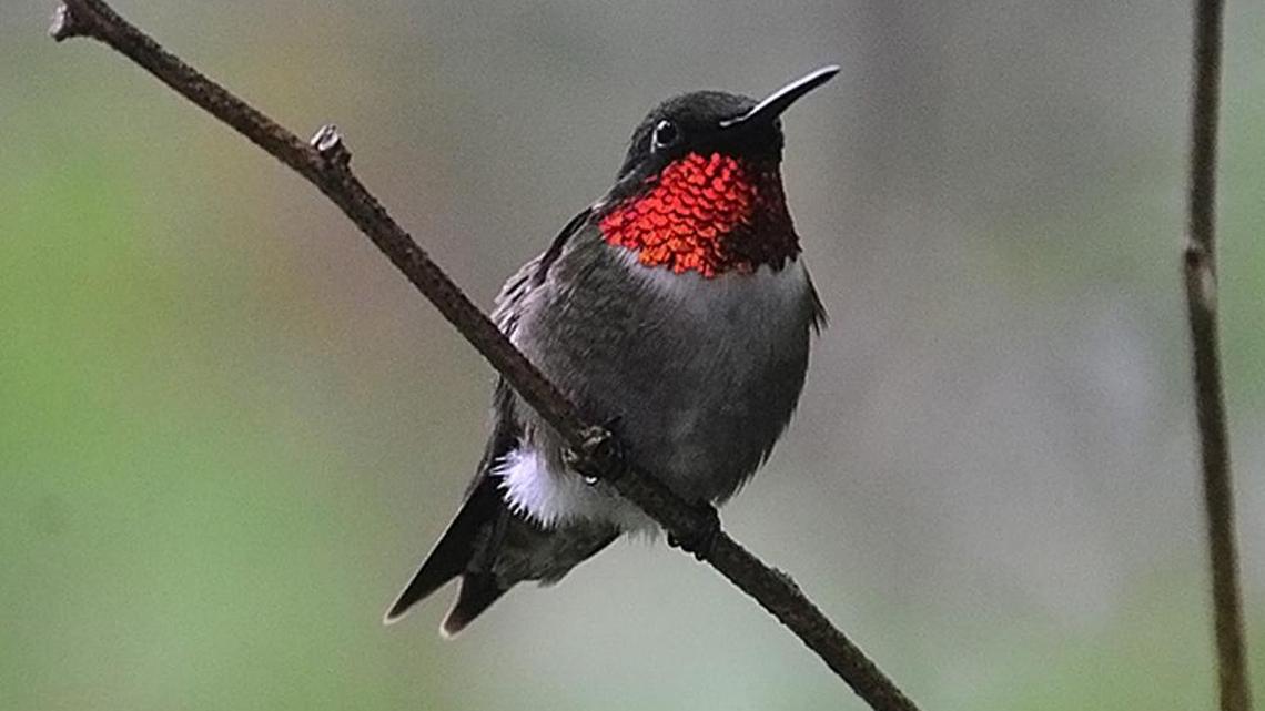 Birdwatchers notice an uptick in hummingbird activity