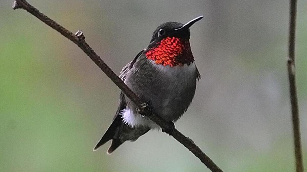 Hummingbird numbers will be on the increase over the next several weeks.