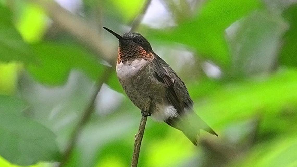 Bird Notes | Migrating birds taking full advantage of backyard feeders