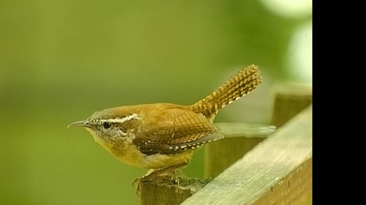 
Carolina wrens are among the area species with recently fledged young.

