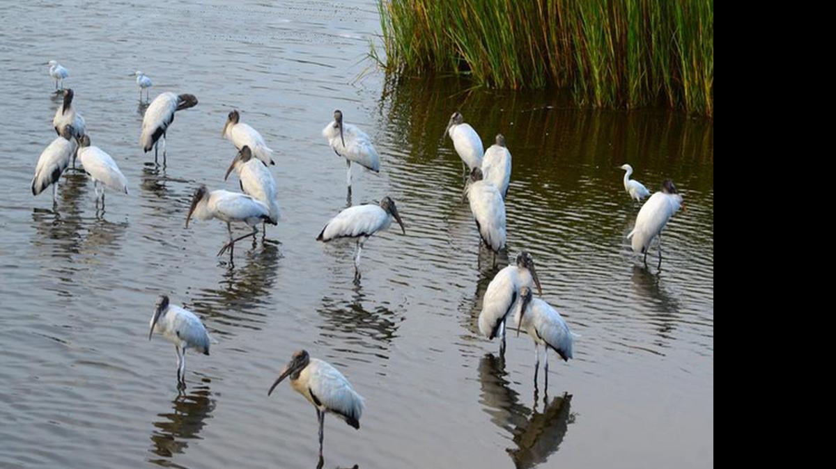 
Wood storks along with other wading birds have begun their normal season aggregations in our area wetlands.

