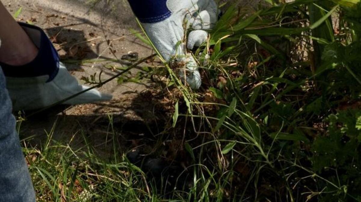 
Recent rains in the Myrtle Beach area have given new life to weeds.
