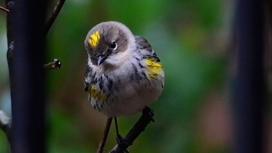 Bird Notes | Time to get hummingbird feeders out along the Grand Strand