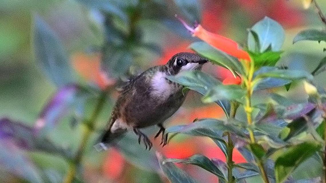 Absence of hummingbirds is not unusual this time of year | Bird Notes