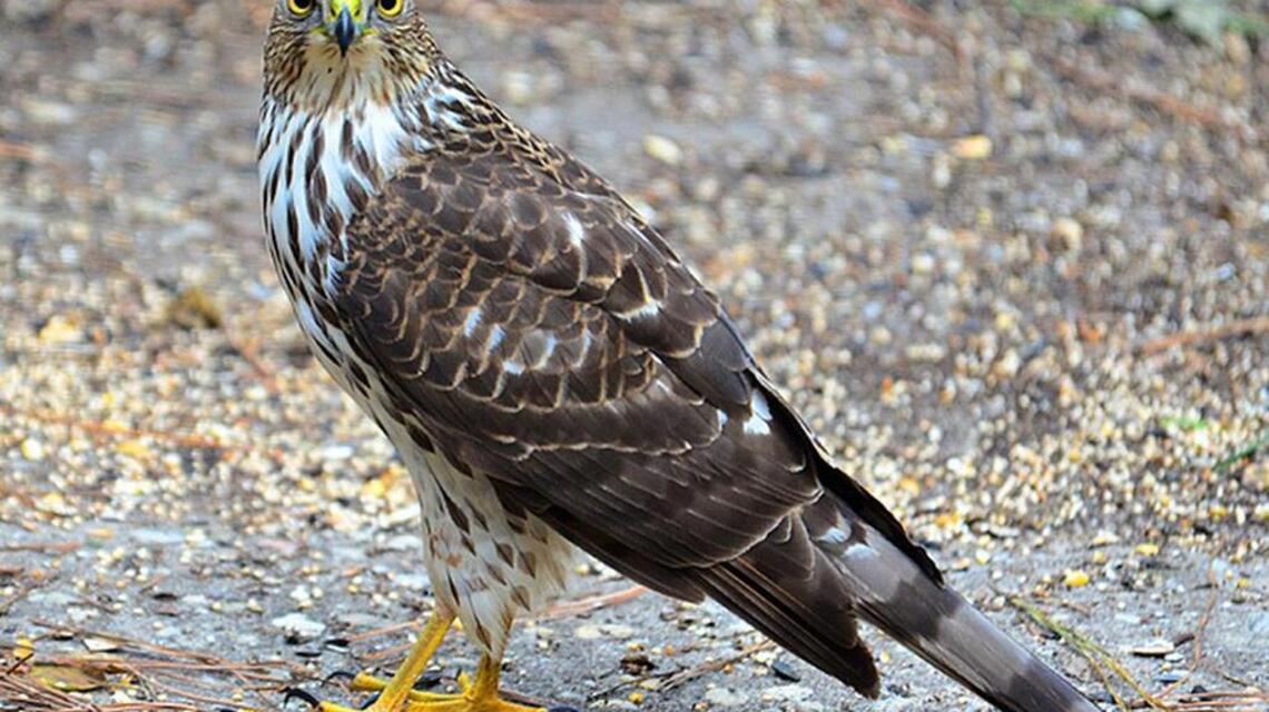 Watch for hawks hovering over your feeder | Bird Notes
