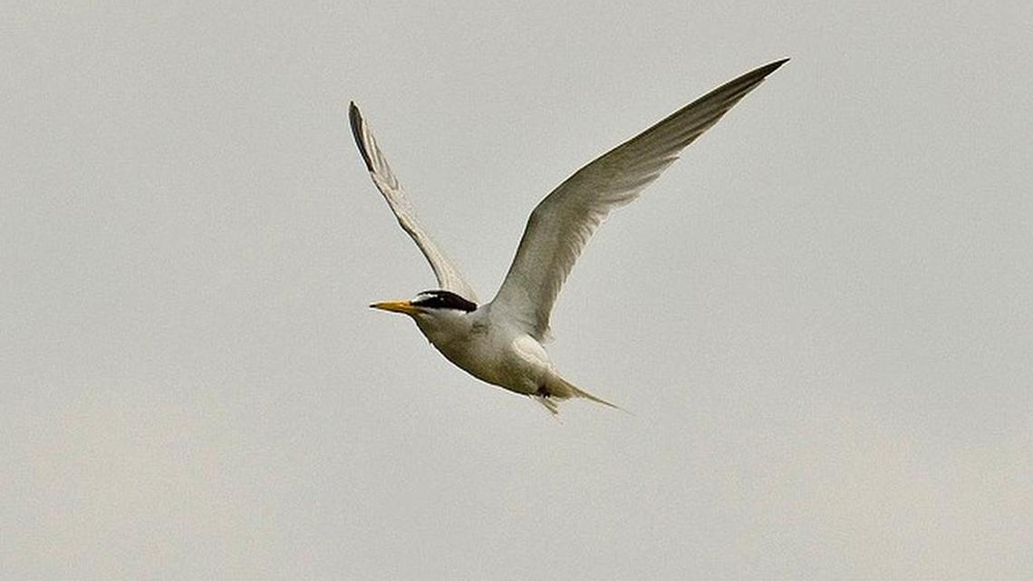 Brown booby, painted buntings can be seen in the Carolinas | Bird Notes