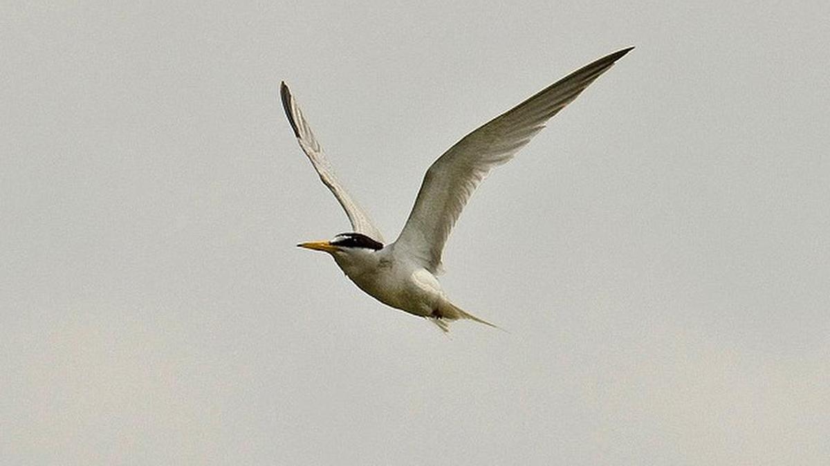 Least terns, the smallest of North American tern species, can currently be found in our area.