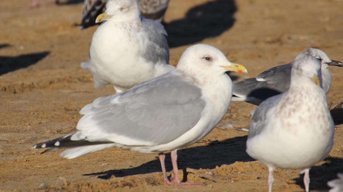 An adult Thayer’s Gull found at the Horry County landfill, SC’s first record of the species.