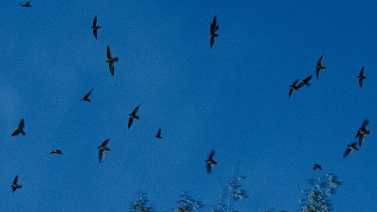 
Migrating chimney swifts gather at dusk prior to entering a chimney to roost for the night.
