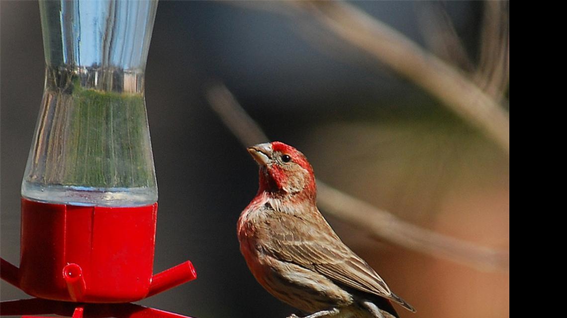 
House finches, such as this adult male, can be common visitors to hummingbird feeders.
