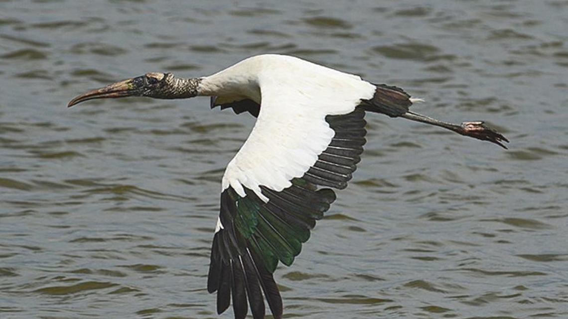 Bird Notes | Migrations continue and hummingbirds still frequenting feeders