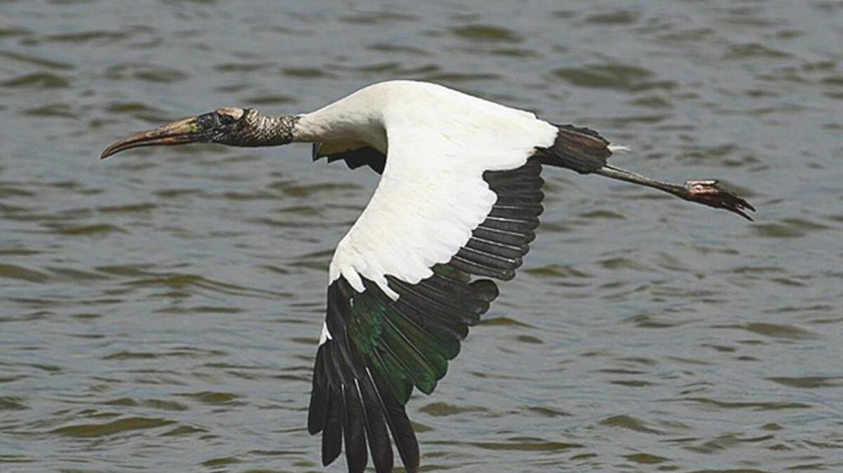 
Wood storks are among the variety of wading birds currently found at Huntington Beach State Park.
