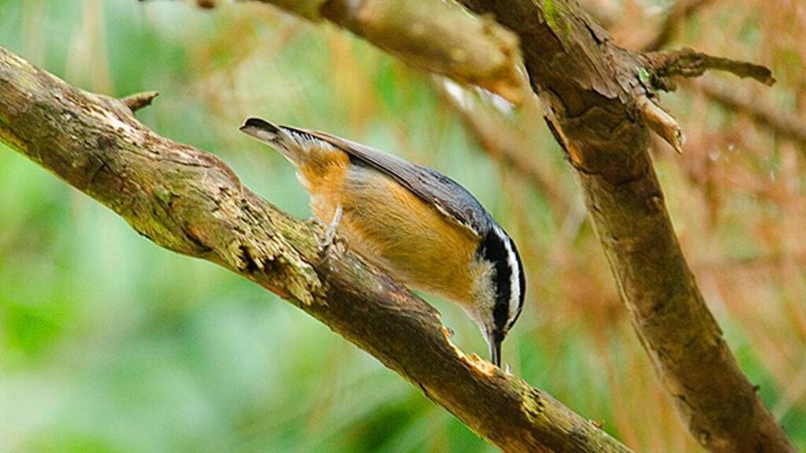 Cool weather alters winter migration patterns