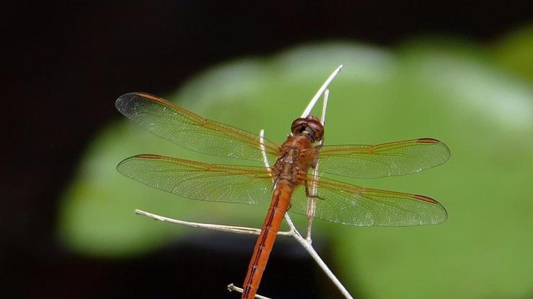Gallery | Dragonfly 101