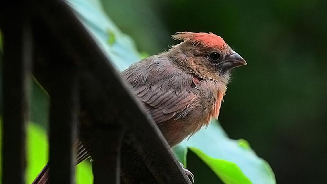 Some resident birds may get third brood out this season | Bird Notes