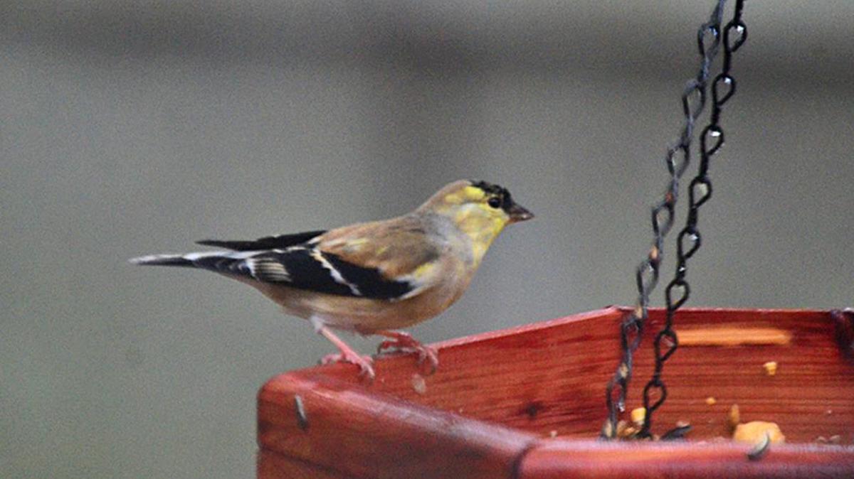 American goldfinches are among the winter birds the Great Backyard Bird Count seeks to learn more about.