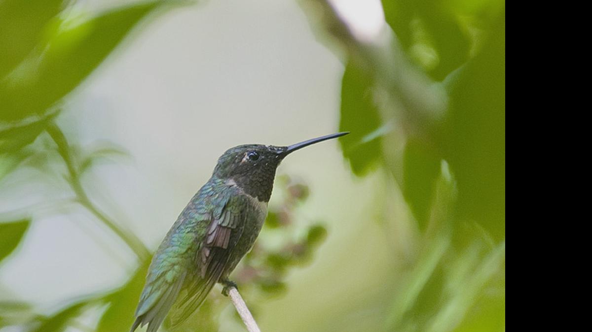 
Ruby-throated hummingbirds continue to arrive and claim territories for the season.

