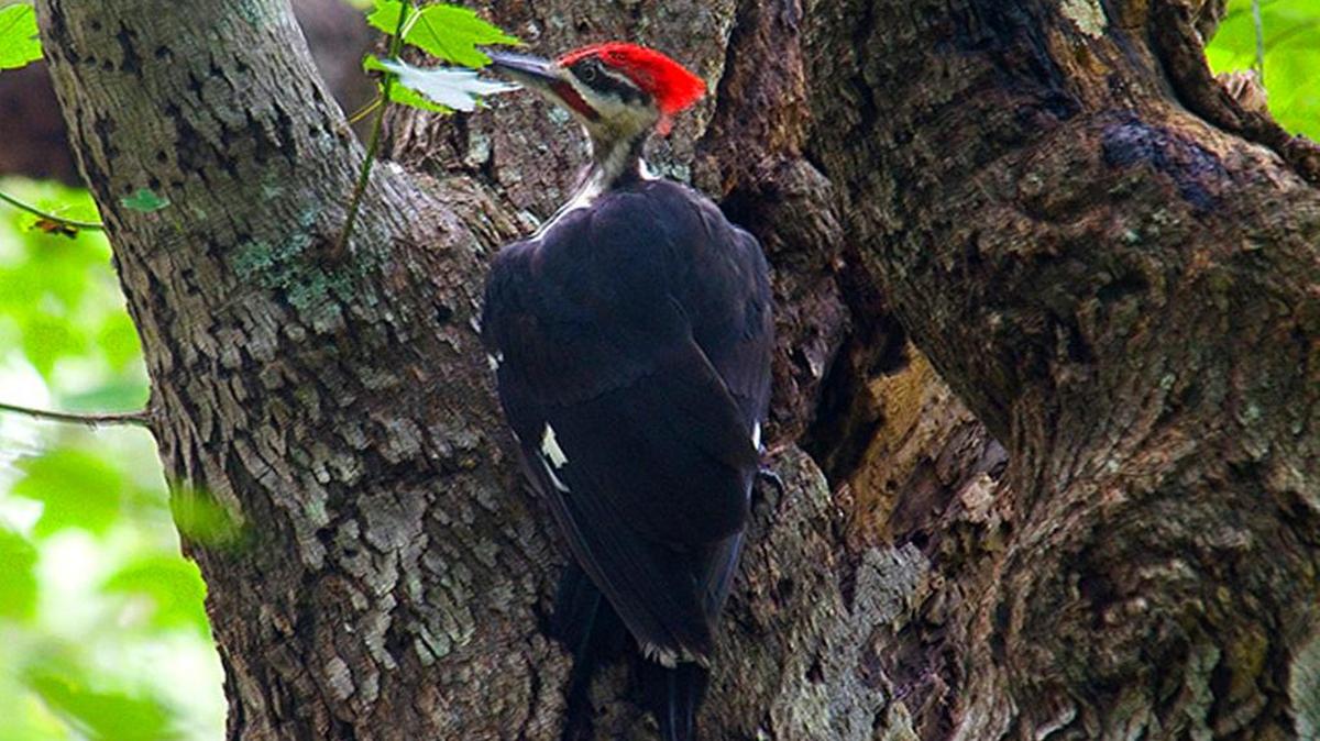 Woodpeckers, from the largest Pileated to the smallest Downy, can be identified by the rate and pattern of their drumming.