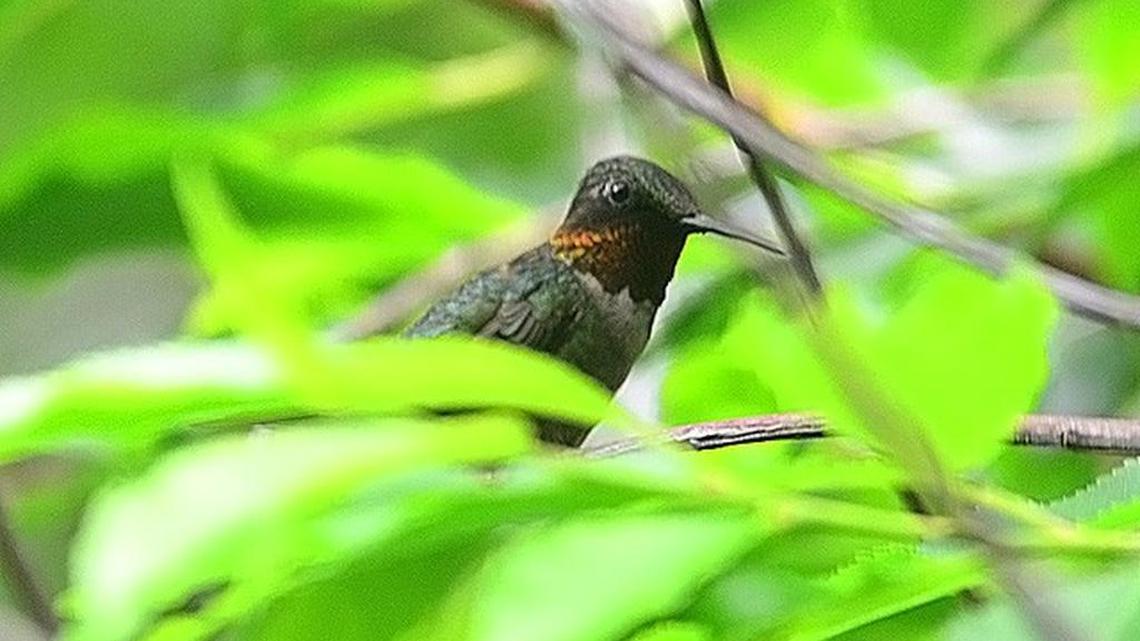 Hummingbirds put on a show as they head south