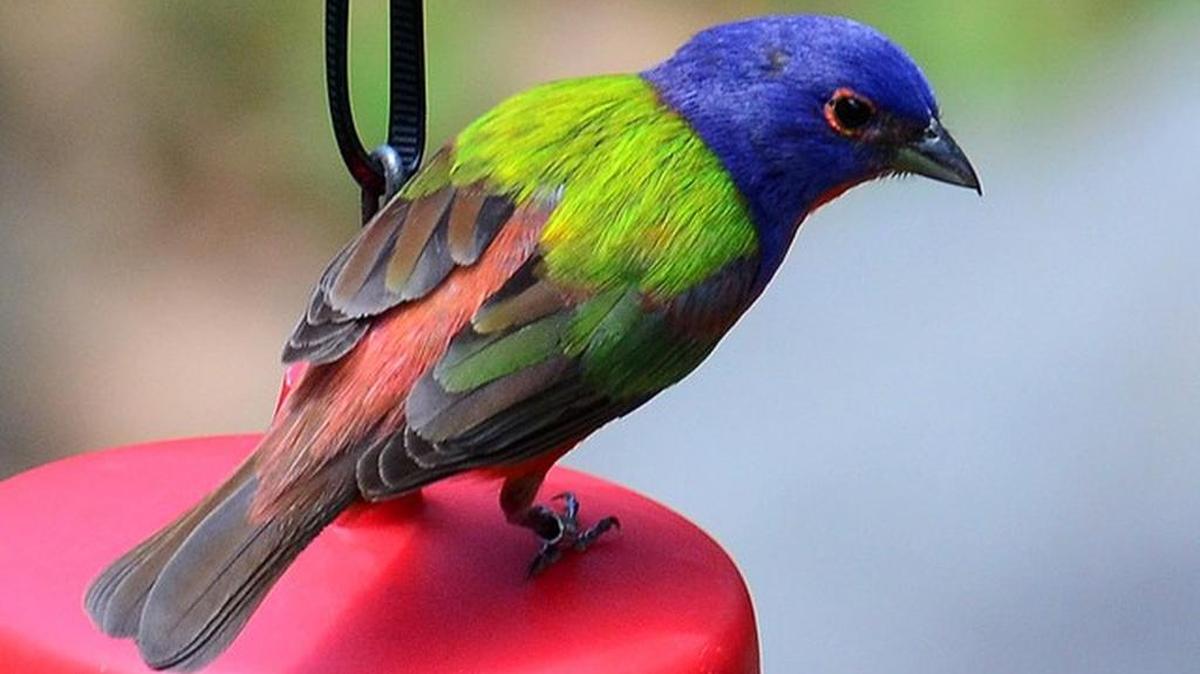 The male Painted Bunting is a spectacular little bird.