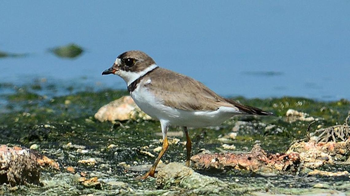 Bird Notes | Fall migration continues, including wood stork, herons and songbirds, reported along the coast