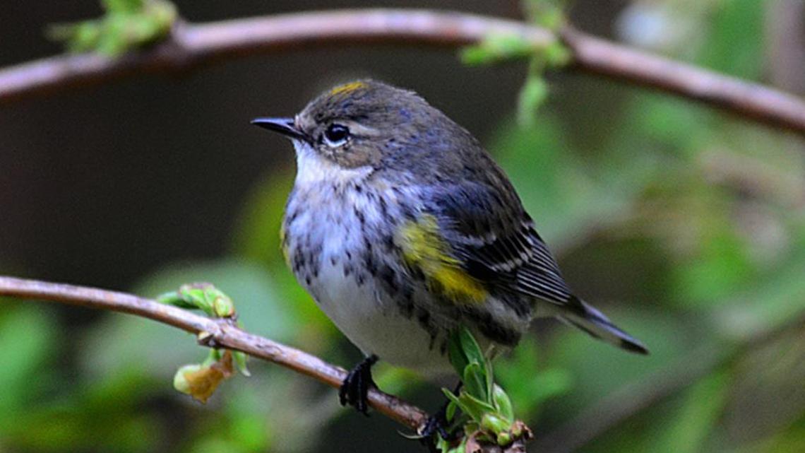 Spring birds begin appearing, despite the colder weather