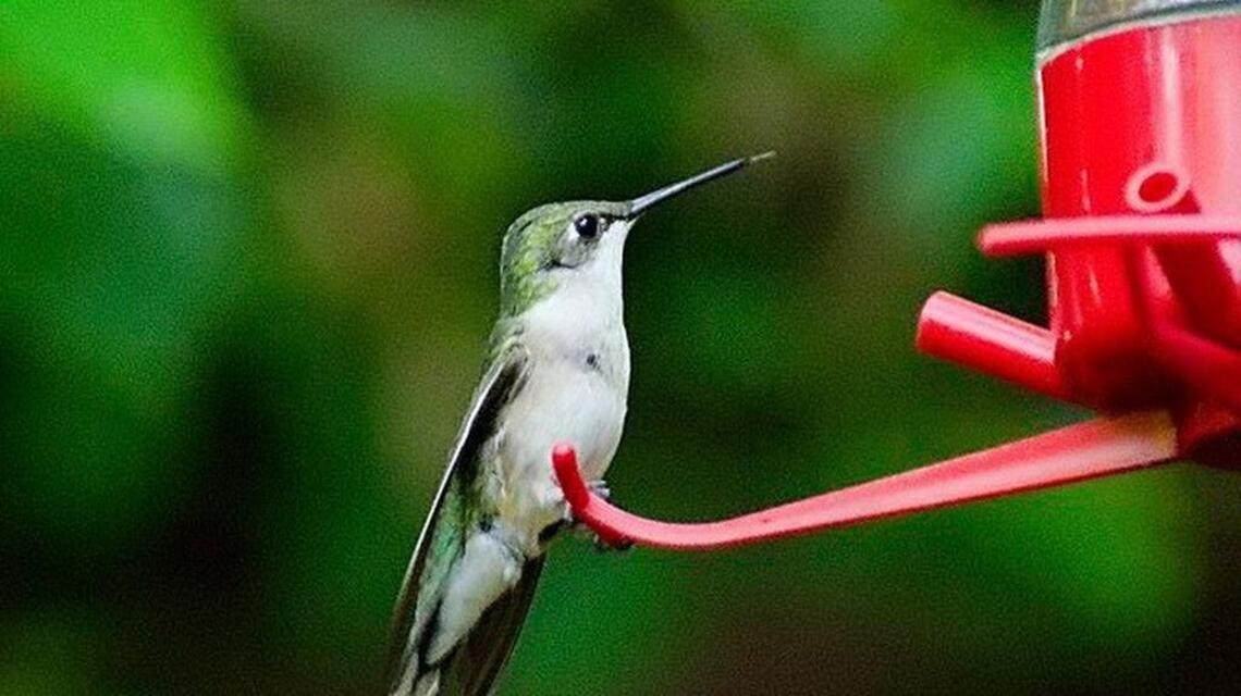 Neo-tropical migratory birds make their fall trek