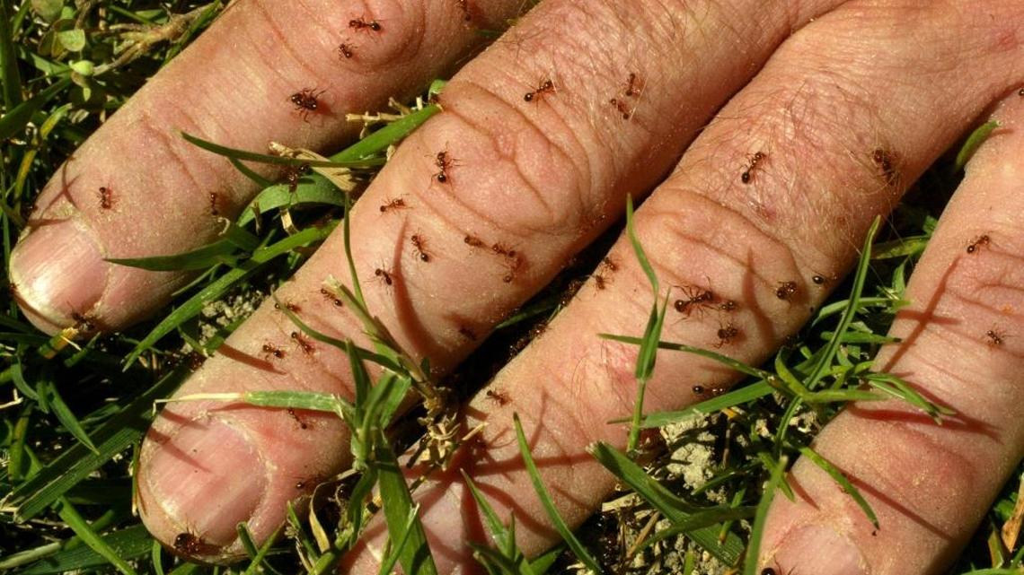 Gardening | How you can put out the ‘fire’ in fireants