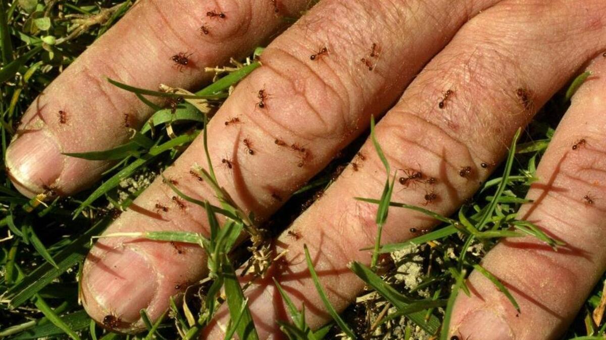 
Recent heavy downpours have triggered the rise of fire ant nests closer to the ground’s surface.
