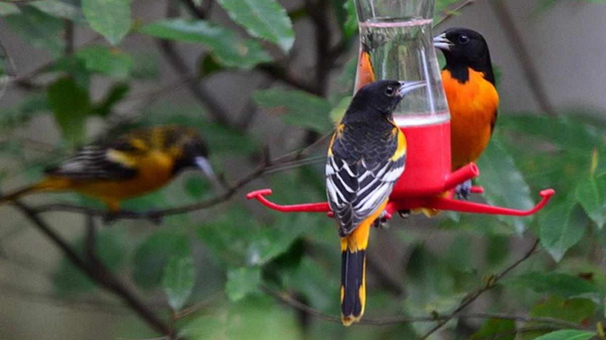 Baltimore orioles are among the winter birds beginning to tune up prior to departure for the breeding season.
