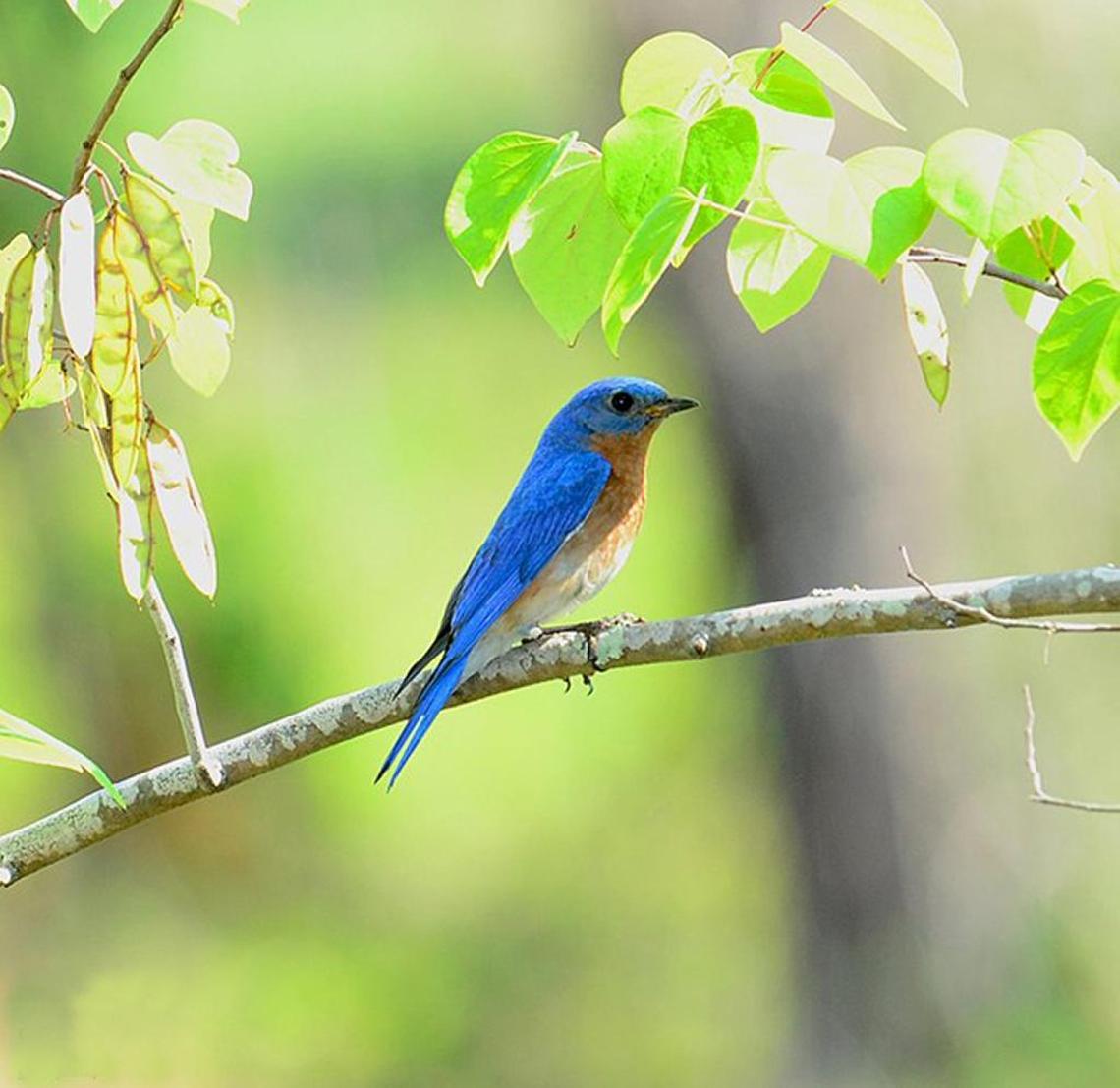 Eastern Bluebird