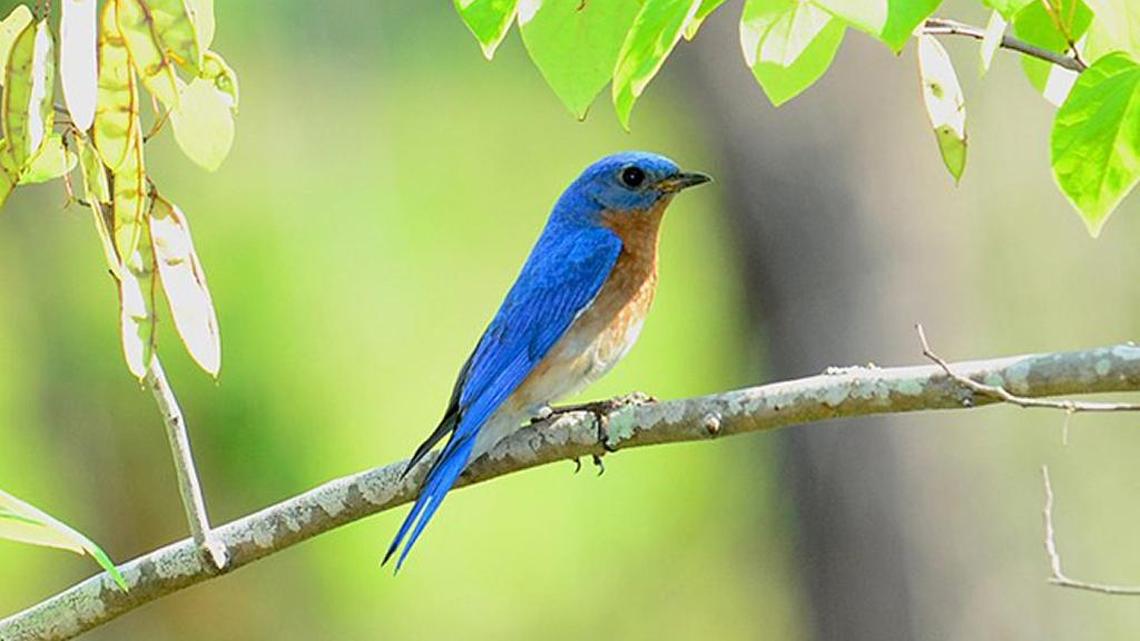 Spring migration continues along Grand Strand | Bird Notes