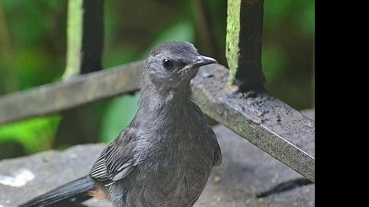 
This juvenile gray catbird has a host of adults keeping an eye on it in case trouble appears.
