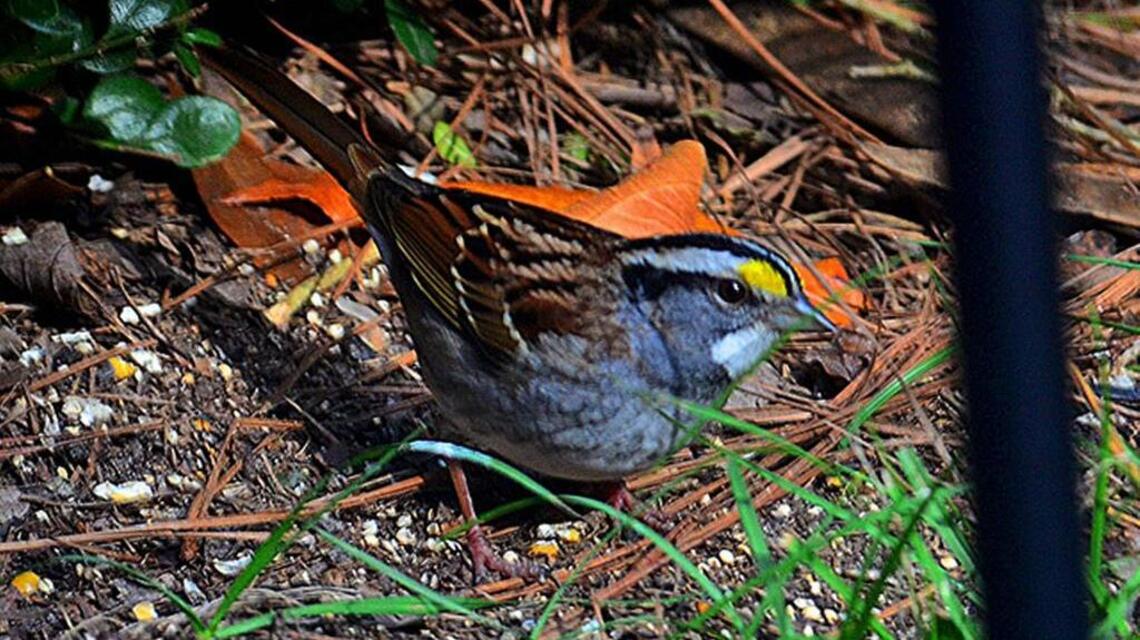 Though thinning, sparrow population still finds the Grand Strand | Bird Notes