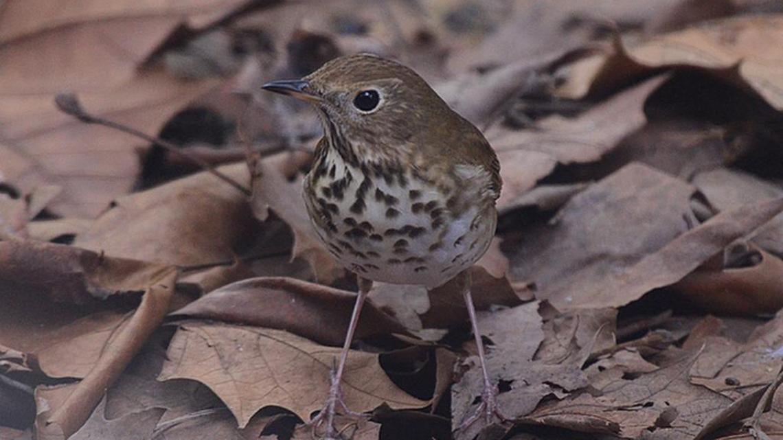 Bird Notes | Enjoying the bird songs during Playcard’s bio-blitz