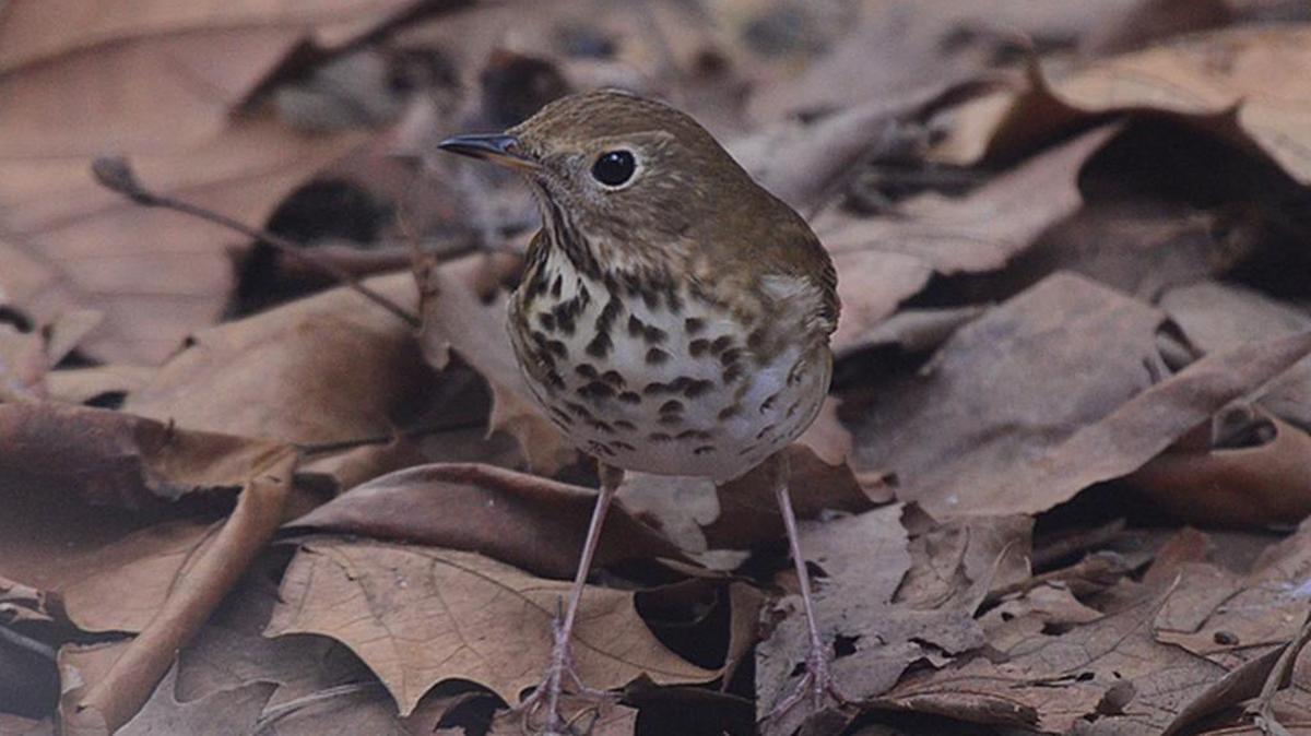 Hermit Thrush was among the species tallied during Playcard Environmental Center’s bio-blitz.