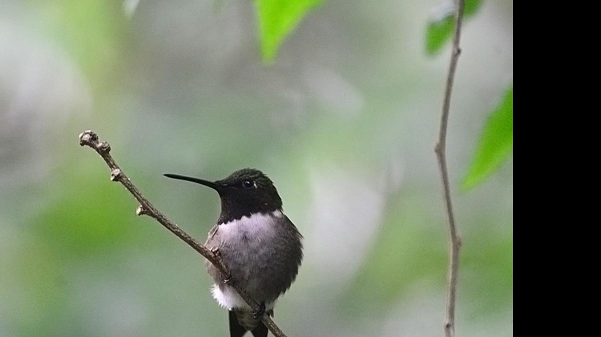 
Ruby-throated hummingbirds will soon fledge their first young of the year.
