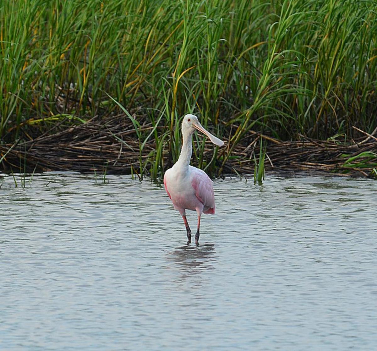 A roseate spoonbill was sighted at Huntington Beach State Park on June 20.
