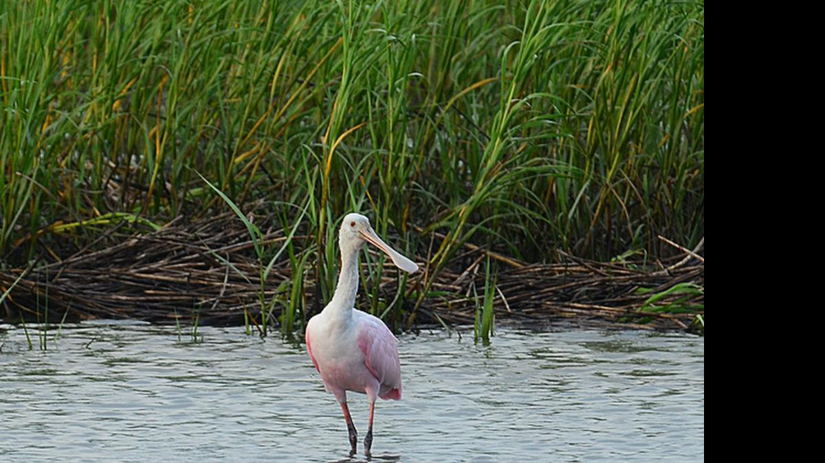
A roseate spoonbill was sighted at Huntington Beach State Park on June 20.
