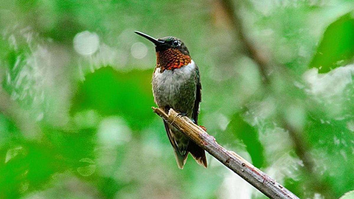 Ruby-throated hummingbirds will soon be returning to claim territories for the breeding season.