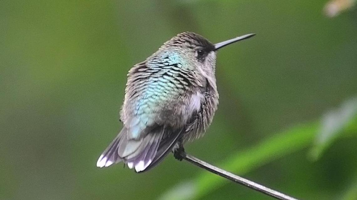Bird Notes | Warblers, buff-bellied hummingbirds making way to the Grand Strand
