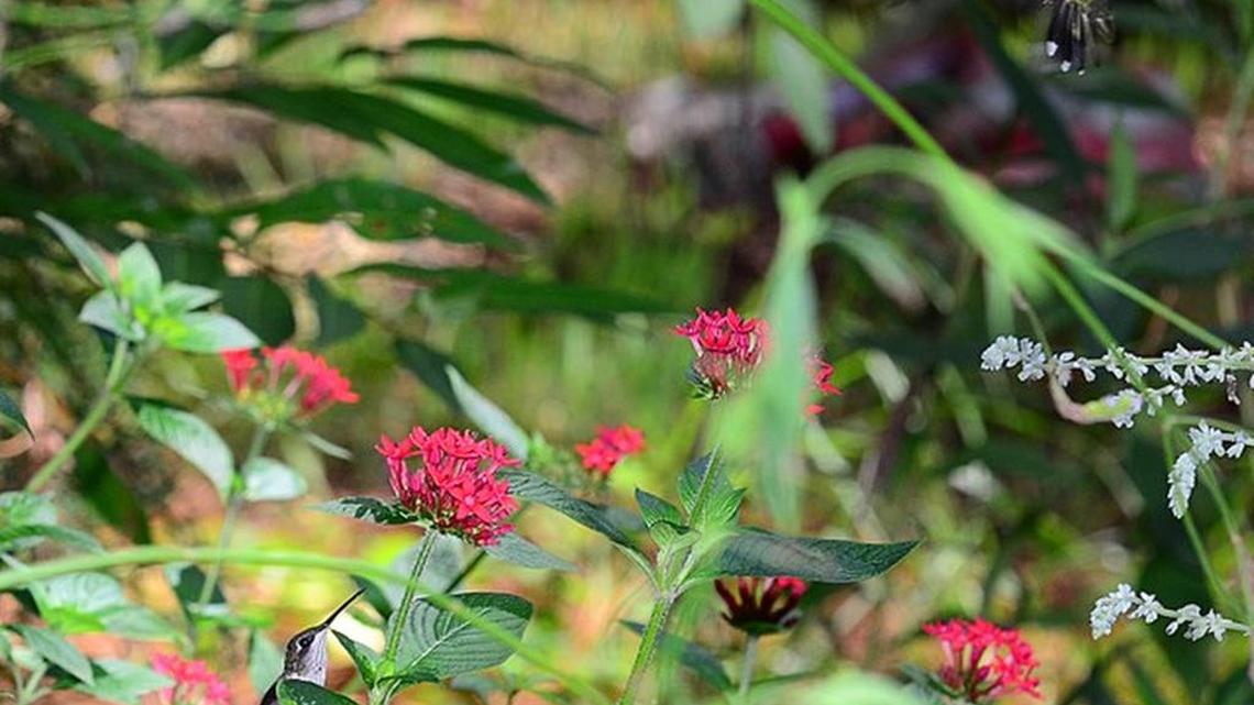 Mid-, End-of-summer brings several unique birds to the area | Bird Notes
