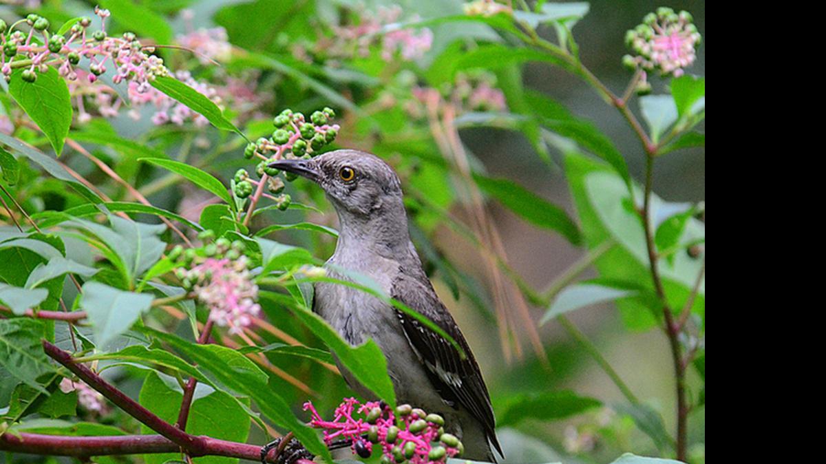 
A northern mockingbird guards a shrub of soon-to-ripen pokeberries.
