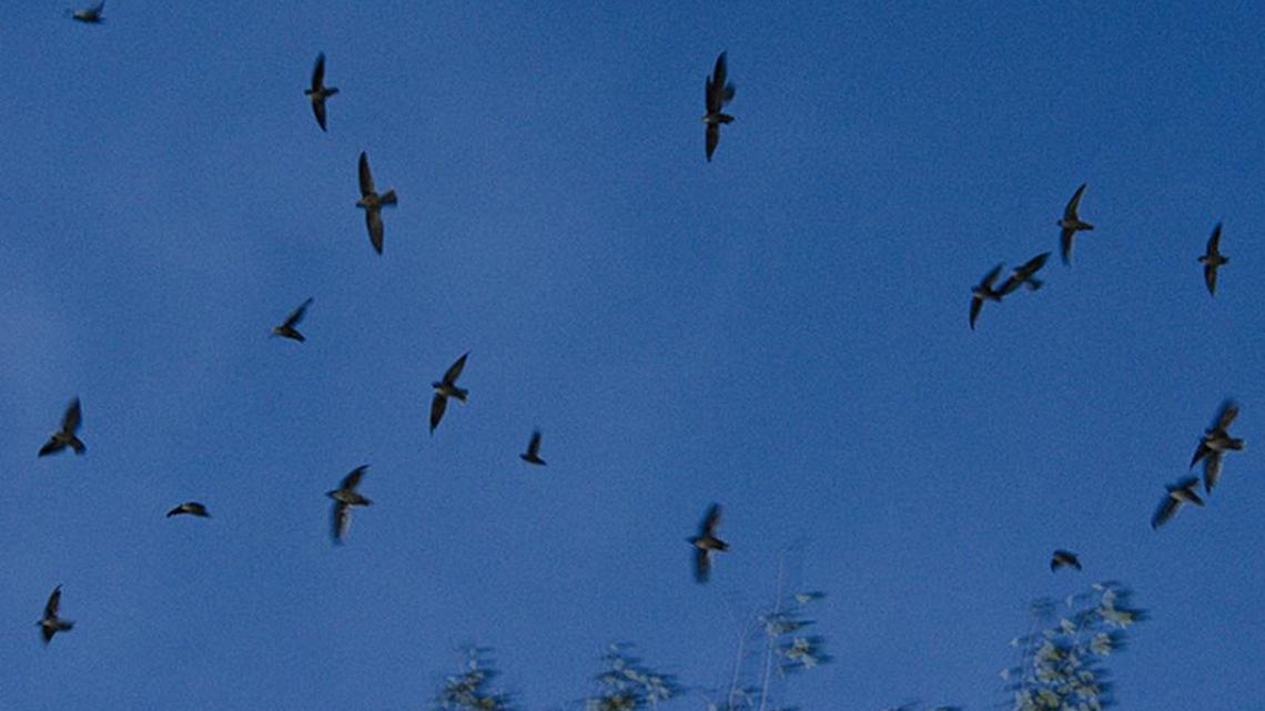 Bird Notes | Swallow-tailed kite, chimney swift returning to Grand Strand, subjects of citizen science projects