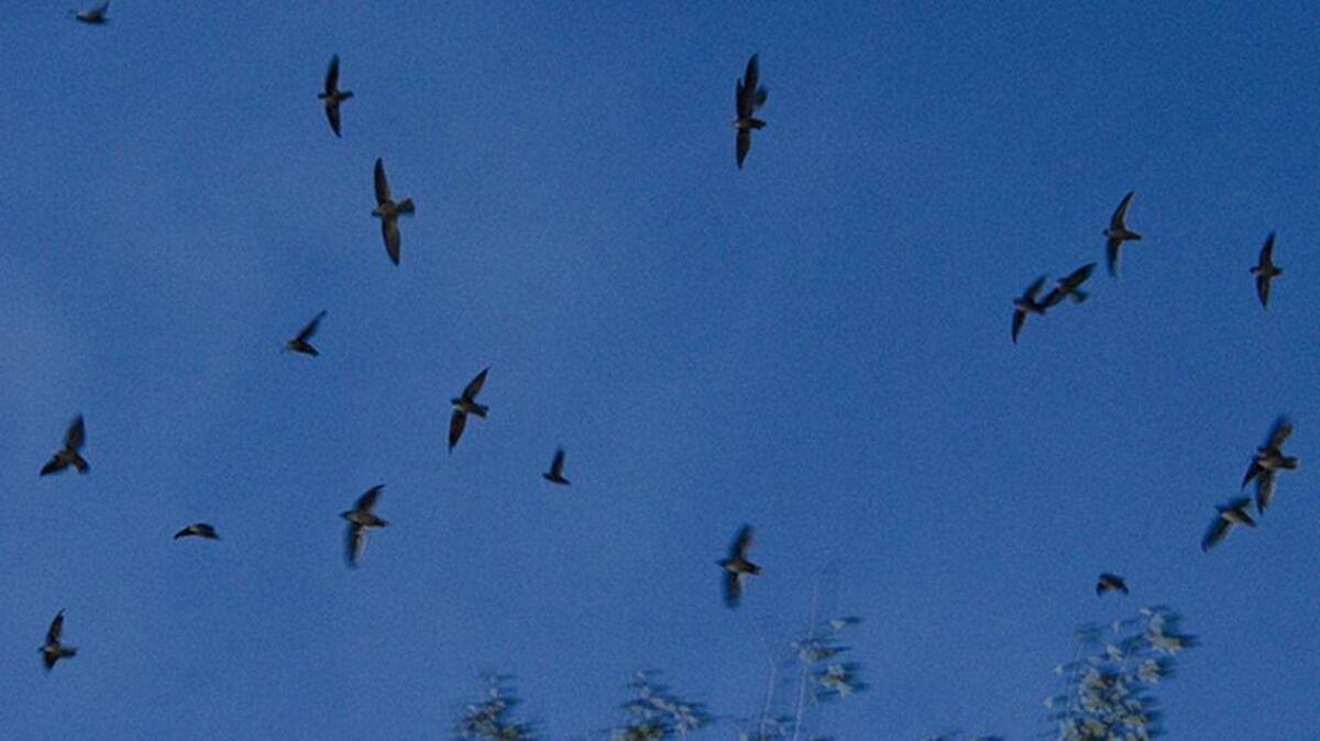 Chimney swifts are starting their return to the area.