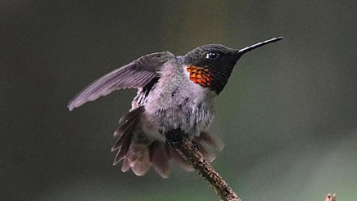 Explaining the decreasing number of hummingbirds