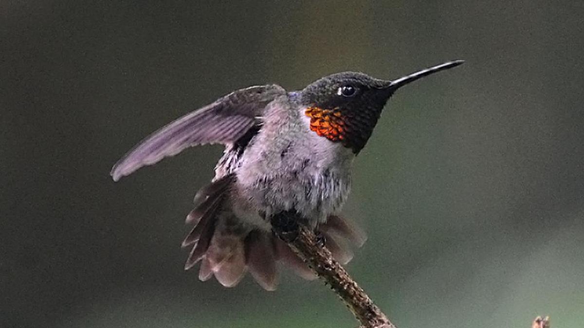 Male Ruby-throated hummingbirds will soon be relinquishing the territories they've defended during thebreeding season.
